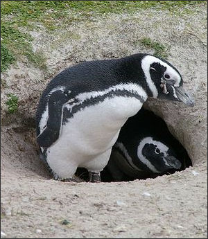 20120520-penguins Falkland_Islands_Magellanic_Penguins_01.jpg